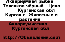 Аквариумная рыбка - Телескоп чёрный › Цена ­ 100 - Курганская обл., Курган г. Животные и растения » Аквариумистика   . Курганская обл.